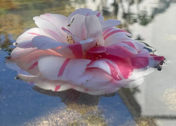 דירה Chiara Class *